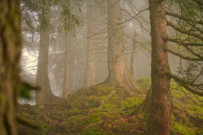 Magical woodland trail