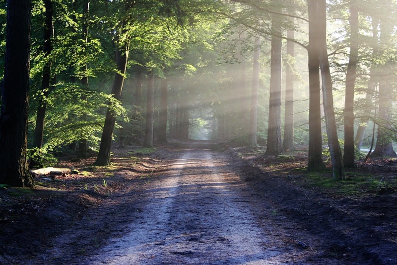 Enchanted forest pathway
