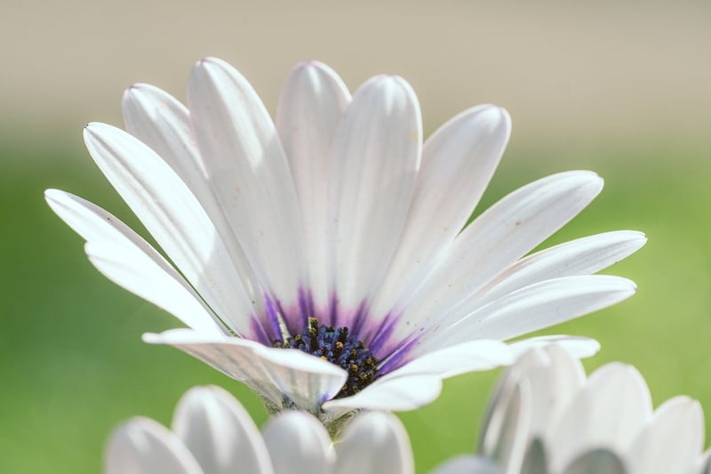 Colorful Garden Flowers