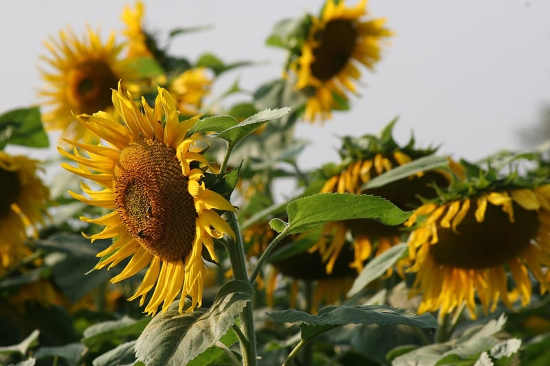 Sunflower in Garden